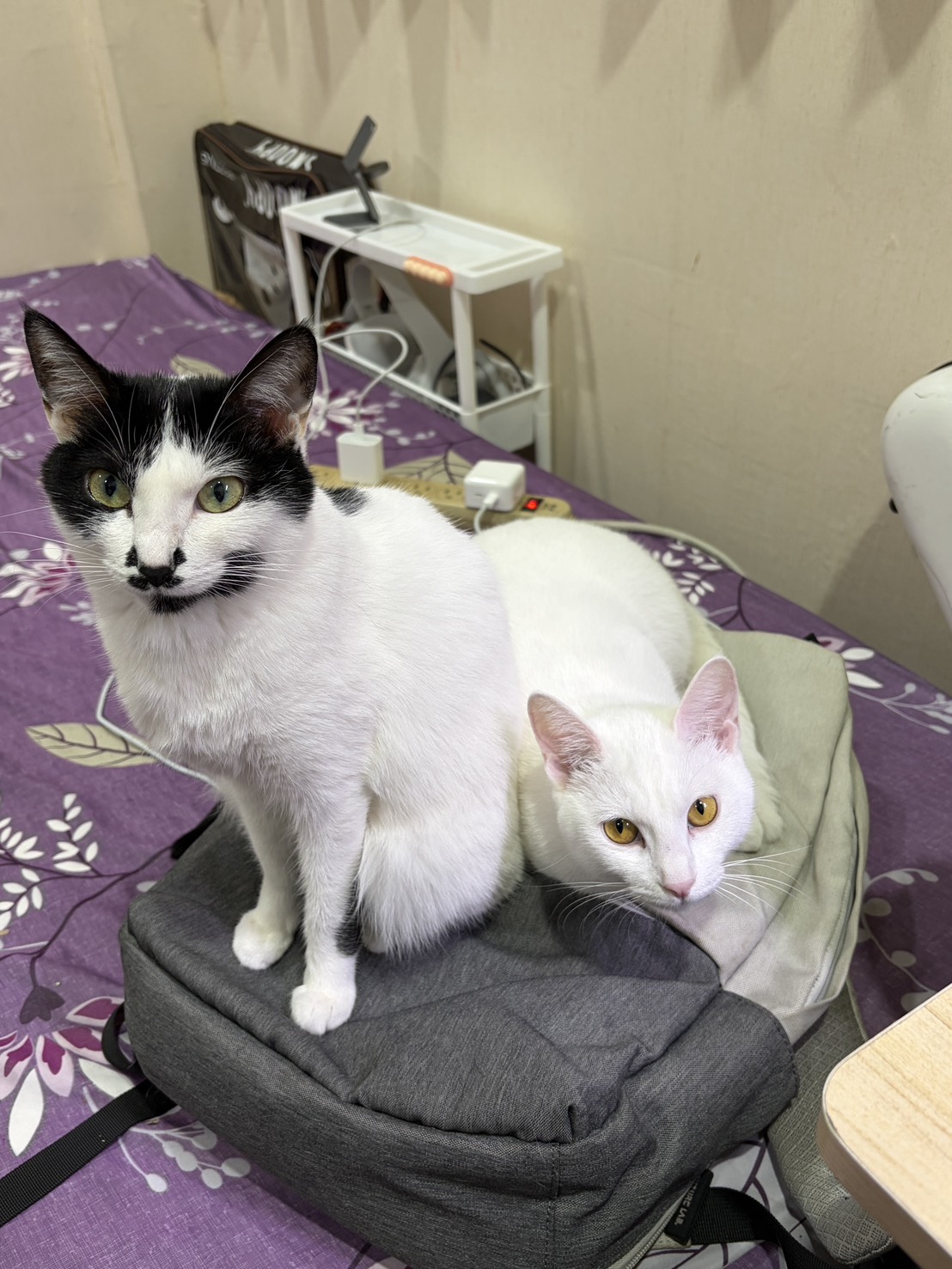 兩隻貓咪依偎在一起